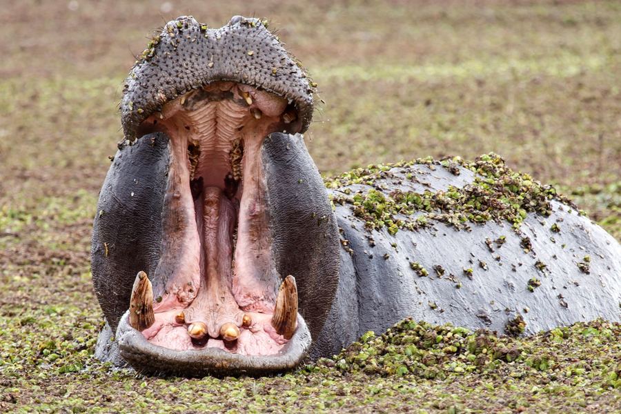 Botswana – Okavango ja yksityiset suojelualueet