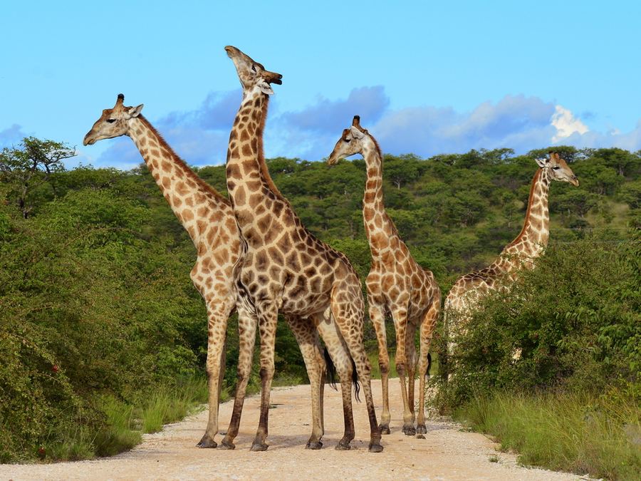 Namibia – yksityinen fly-in-safari