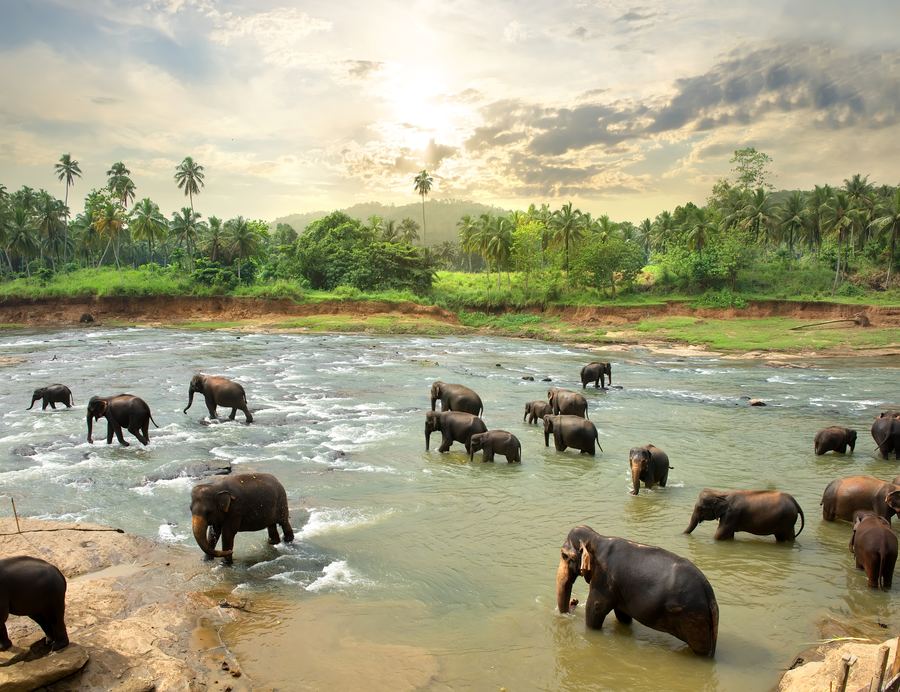 Dubai ja Sri Lanka