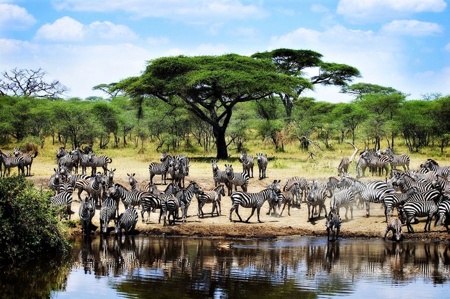 Serengeti ja Great Migration